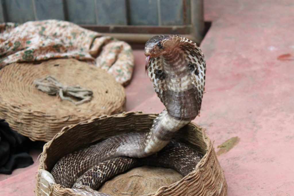 snake nests